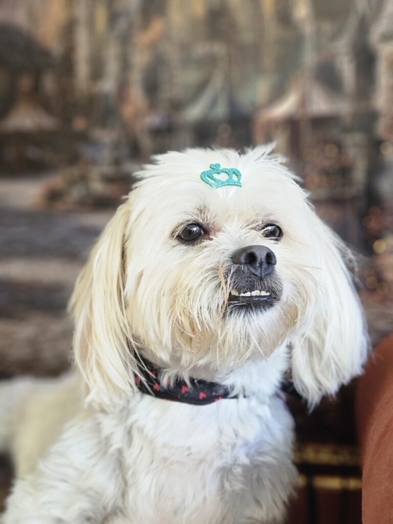 Jeiki, Lhasa atendido na Realeza Pets