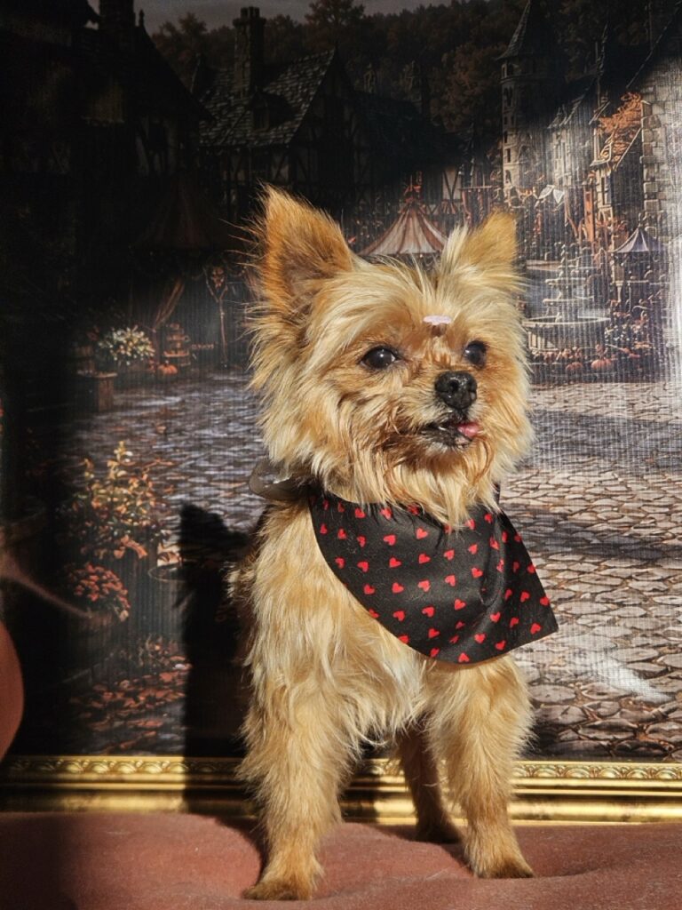 Foto de capa