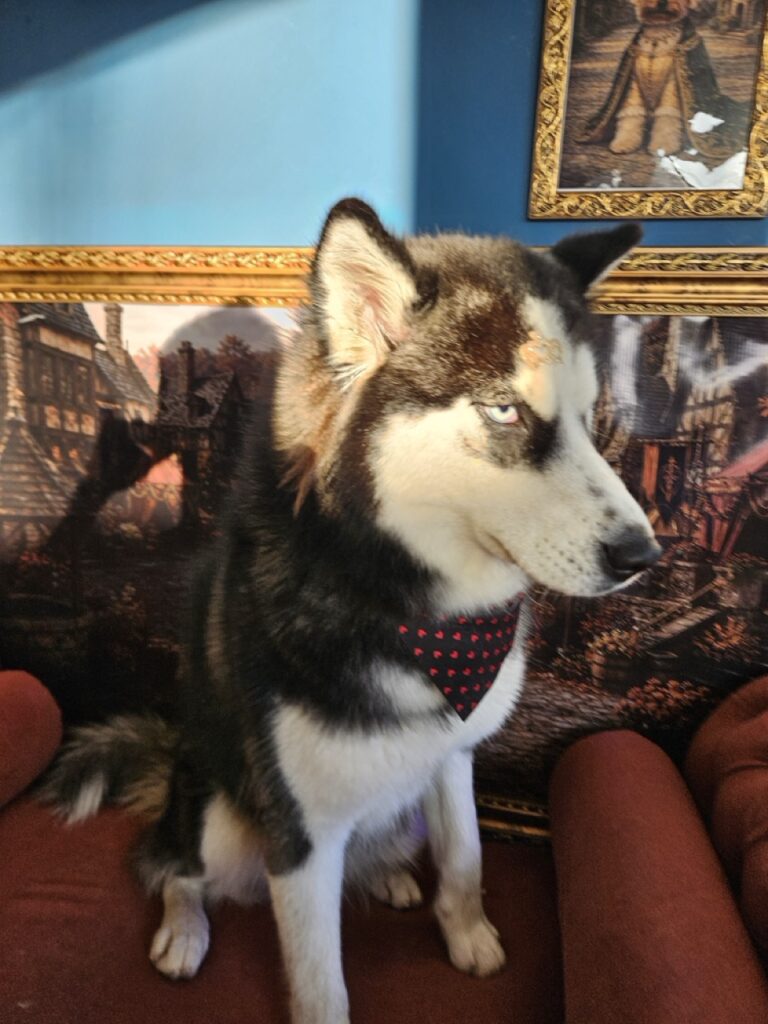 Arya na Realeza Pets, foto 5