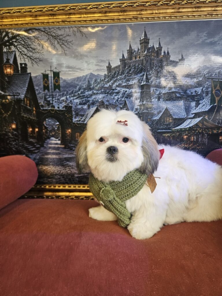 Pandora na Realeza Pets, foto 7
