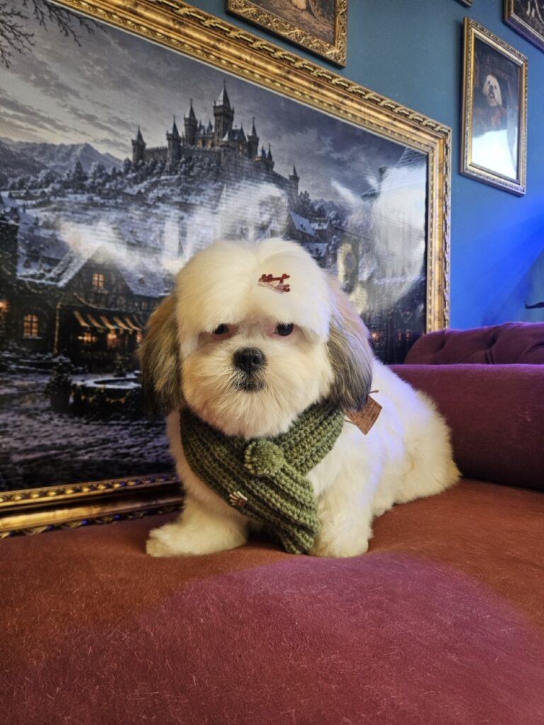 Pandora na Realeza Pets, foto 8