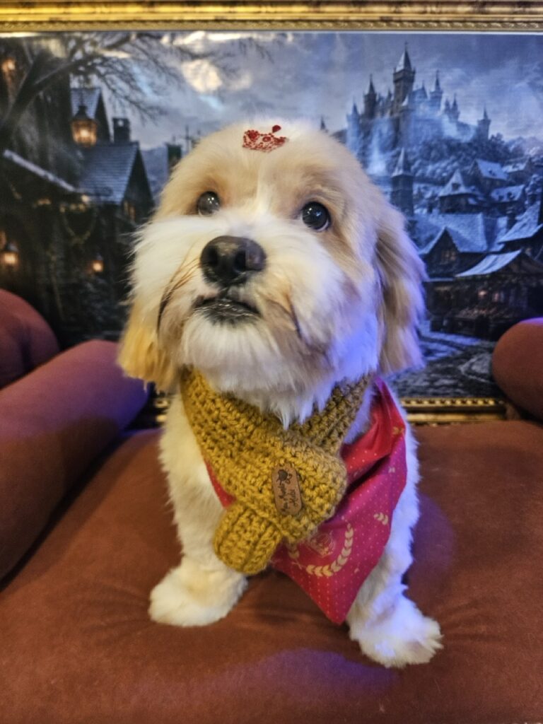 Lucky, Lhasa atendido na Realeza Pets
