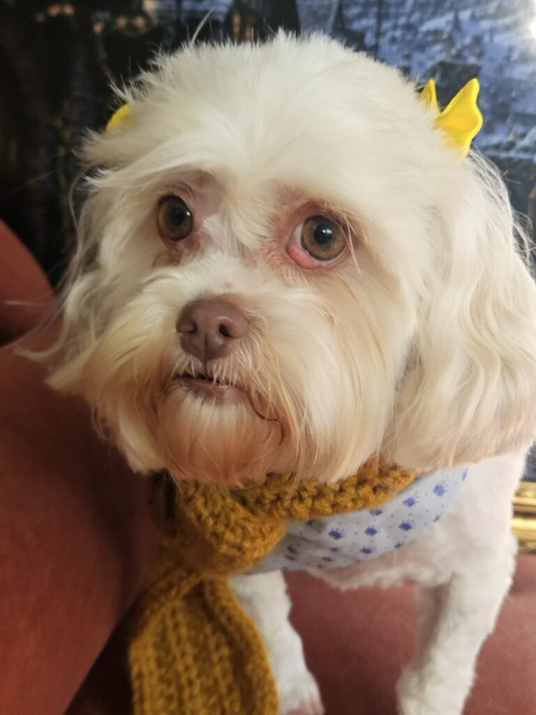 Mel, Lhasa atendido na Realeza Pets