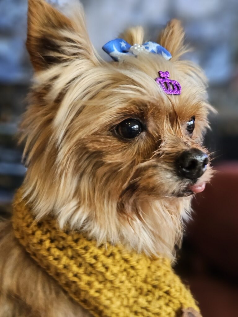 Luna na Realeza Pets, foto 5