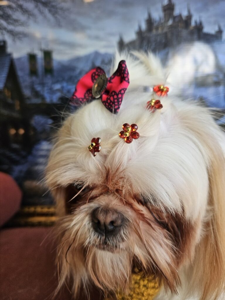 Luna Kazmierczak na Realeza Pets, foto 9
