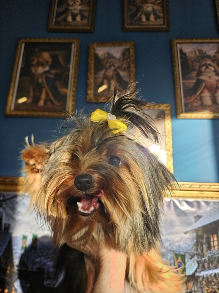 Estrela na Realeza Pets, foto 6