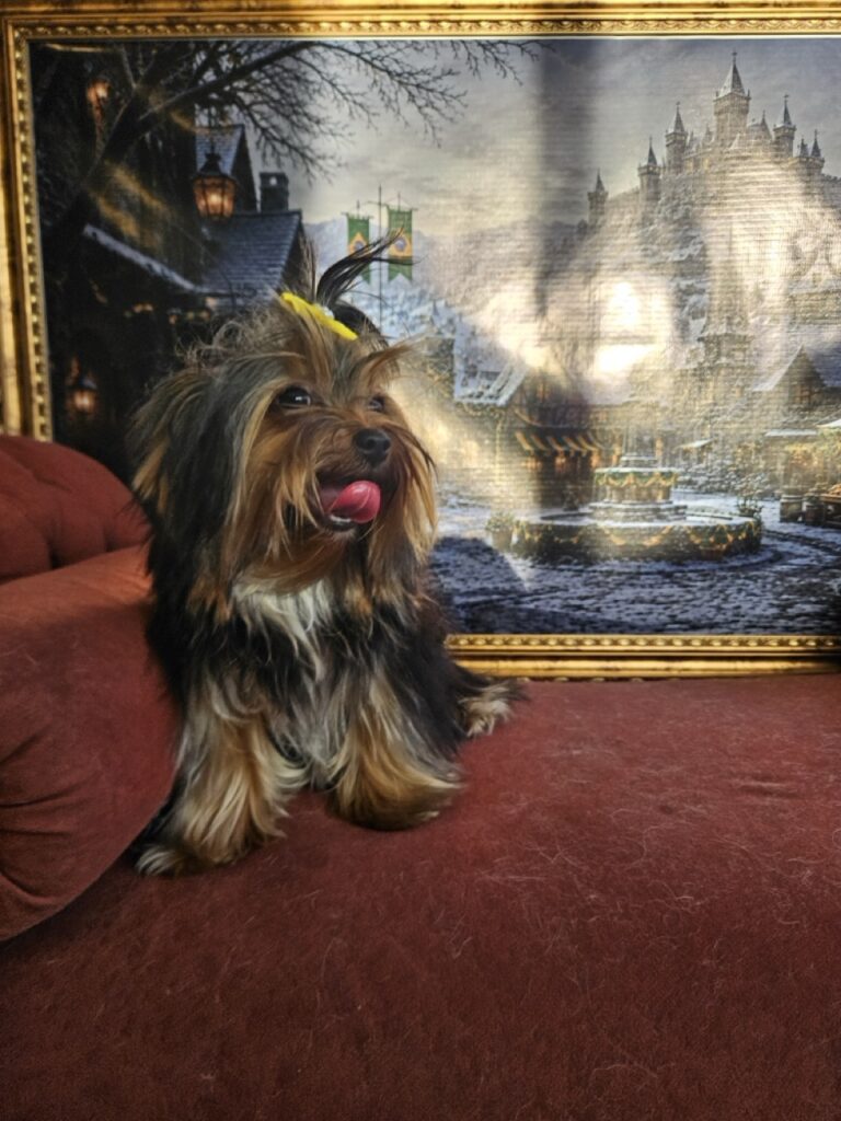 Estrela na Realeza Pets, foto 7