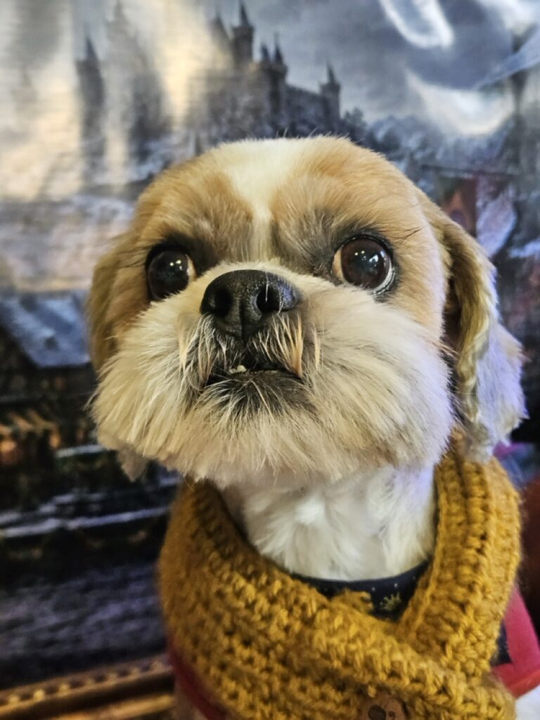 Foto de capa