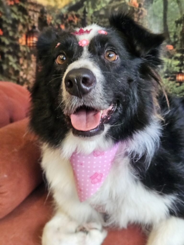 Francis, Border Collie atendido na Realeza Pets
