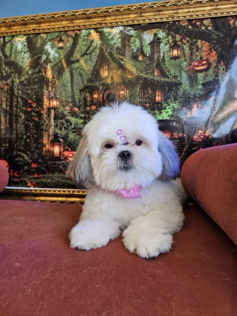 Pandora na Realeza Pets, foto 25