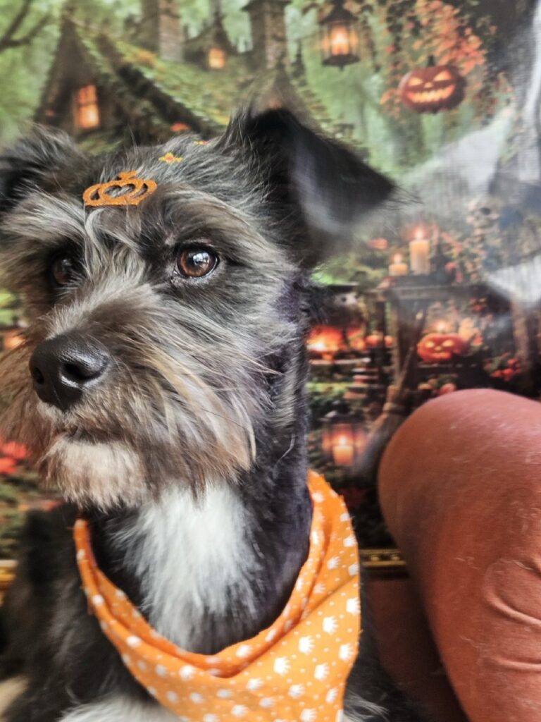 Cacau na Realeza Pets, foto 11