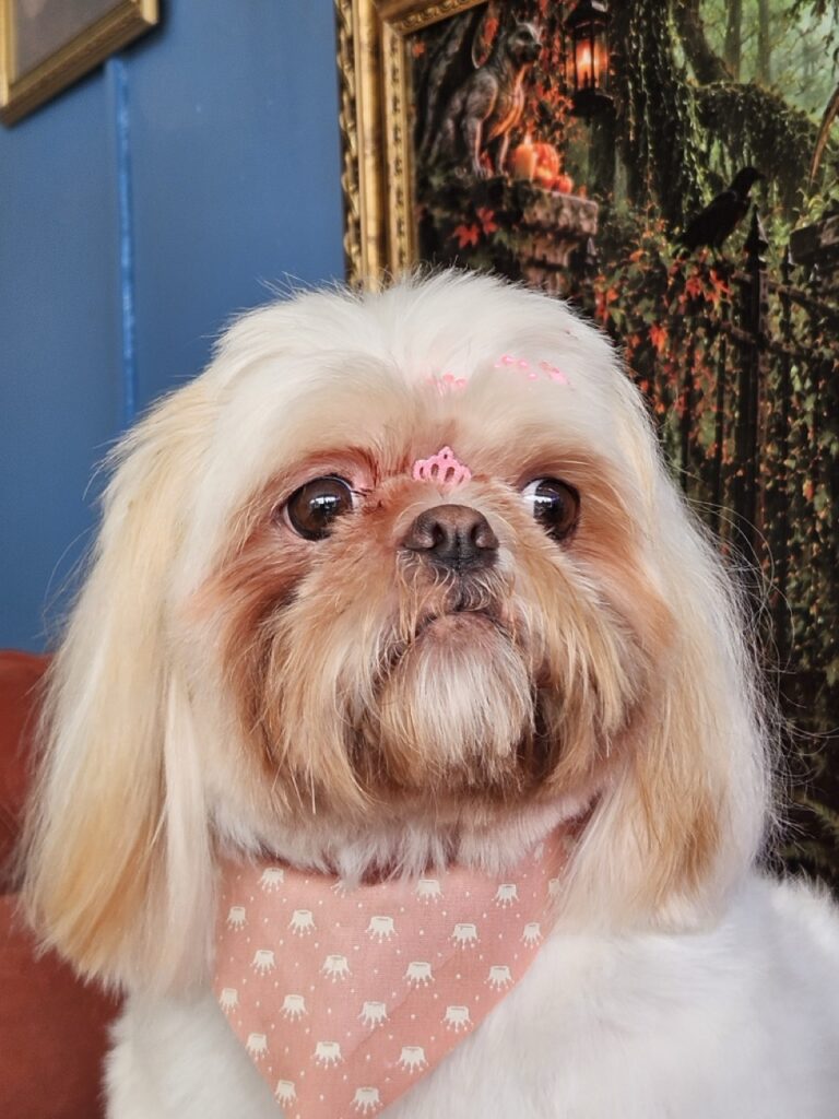 Luna Kazmierczak na Realeza Pets, foto 27