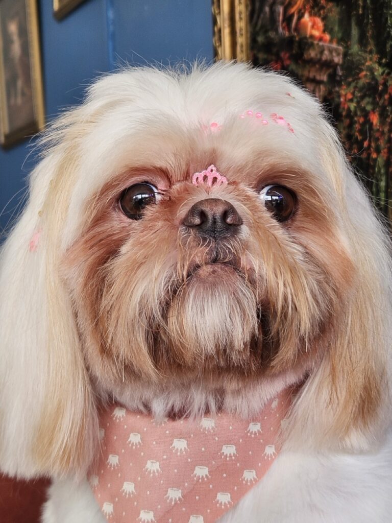 Luna Kazmierczak na Realeza Pets, foto 28