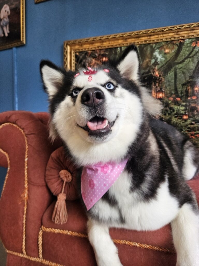 Arya, Husky Siberiano atendido na Realeza Pets