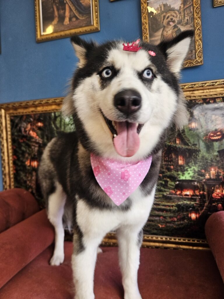 Arya na Realeza Pets, foto 15