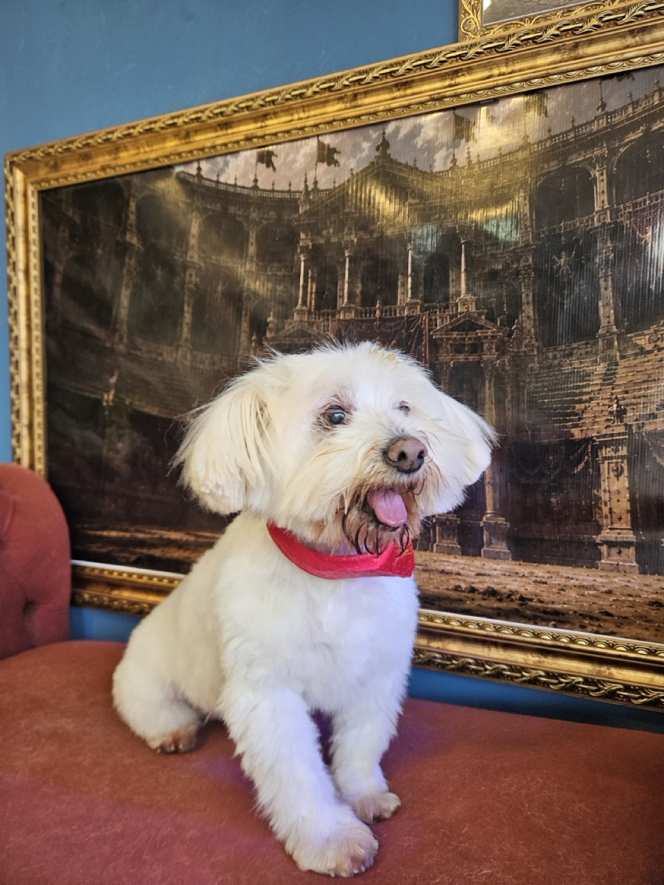 Tosa Tosa Bebê em Soni, SRD, feita na Realeza Pets