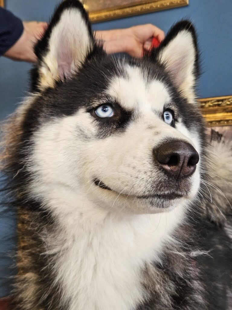 Arya na Realeza Pets, foto 11