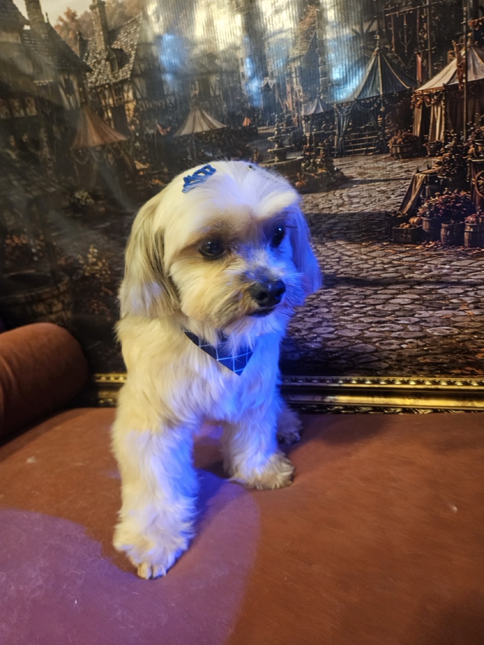 Tosa Tosa Bebê em Billy, Lhasa, feita na Realeza Pets