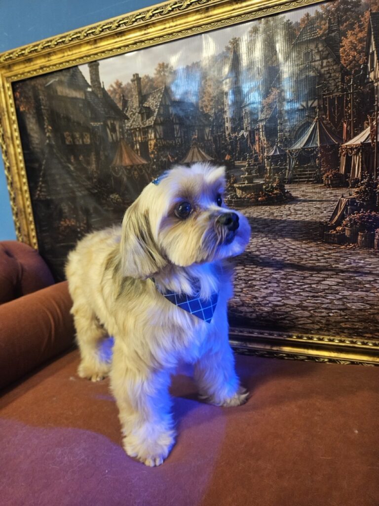 Billy, Lhasa atendido na Realeza Pets