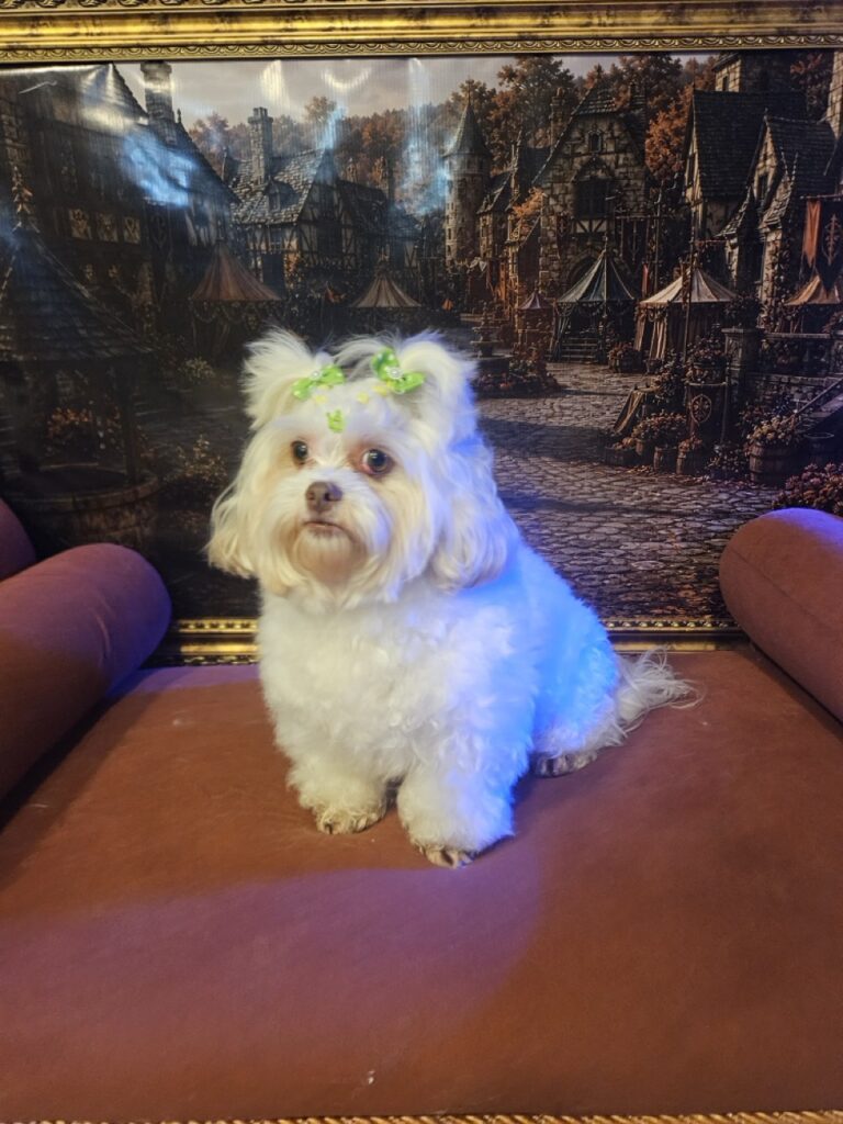 Foto de capa