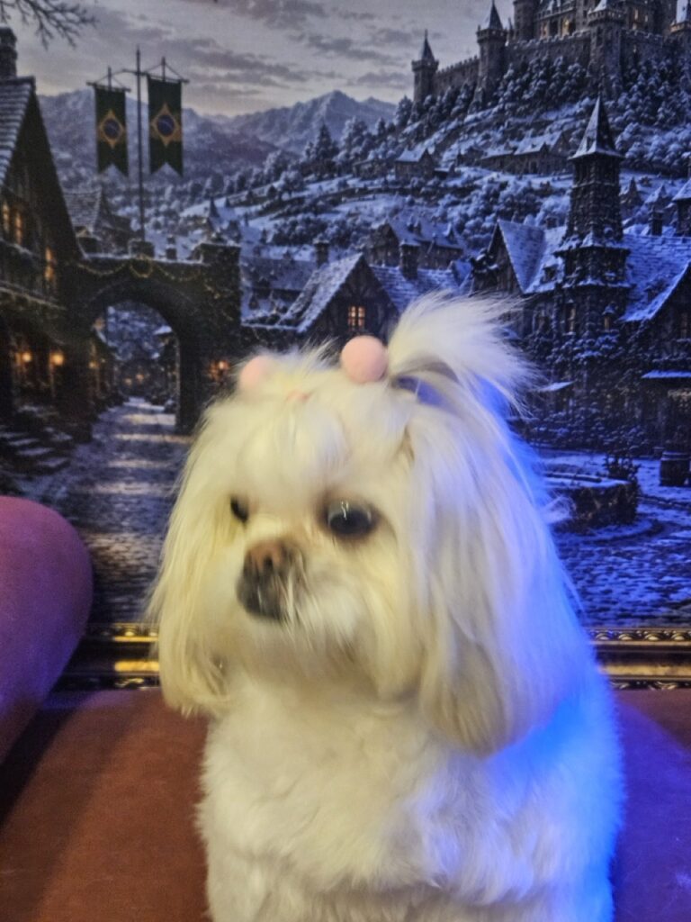 Mel na Realeza Pets, foto 12