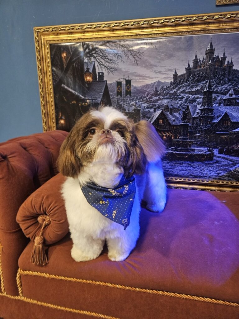 Pipoca na Realeza Pets, foto 16