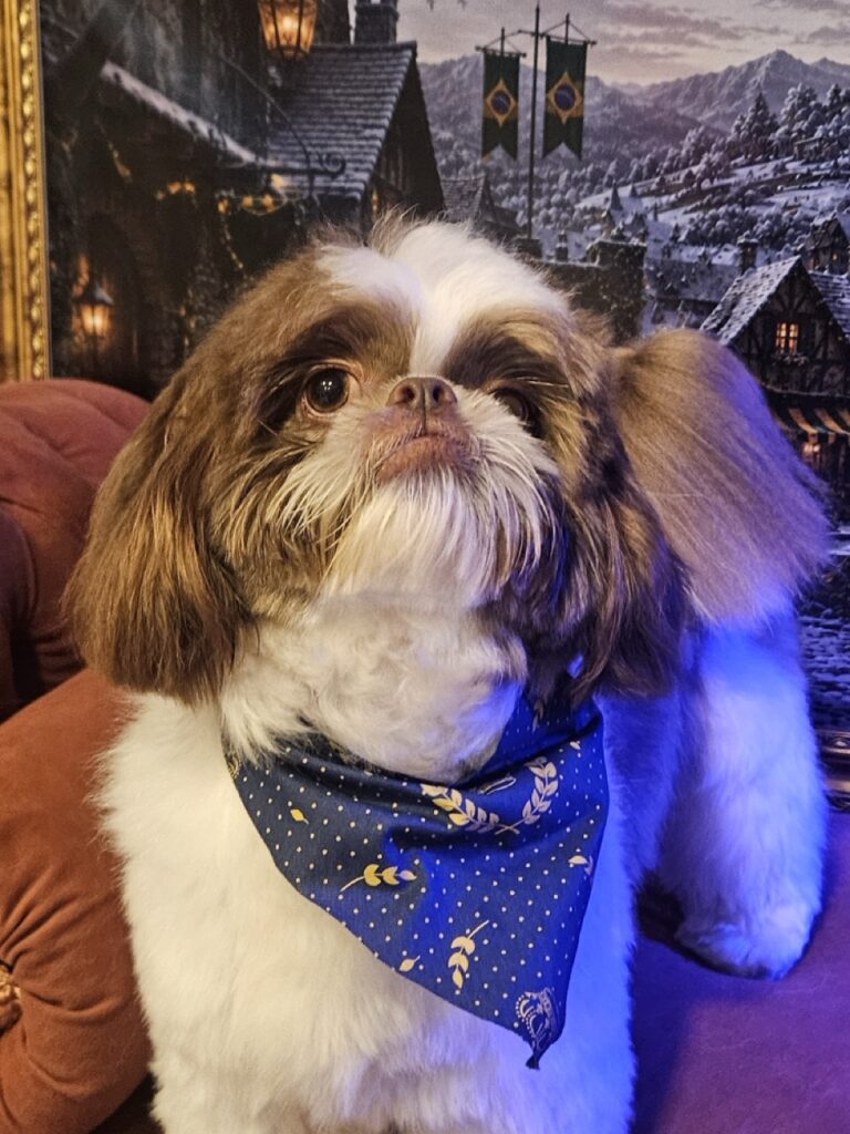 Pipoca na Realeza Pets, foto 17