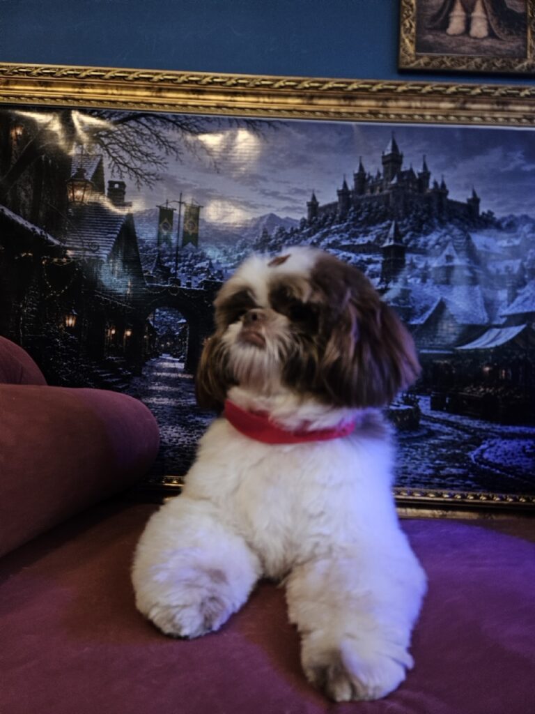 Pipoca na Realeza Pets, foto 19