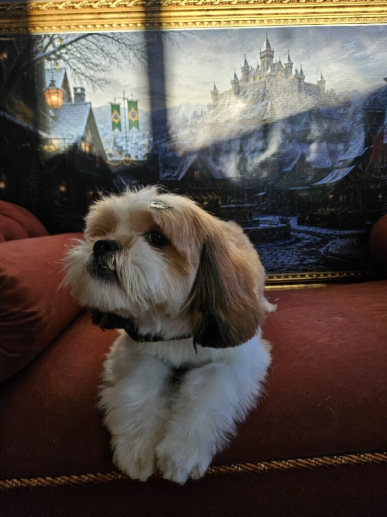 Theodor na Realeza Pets, foto 6