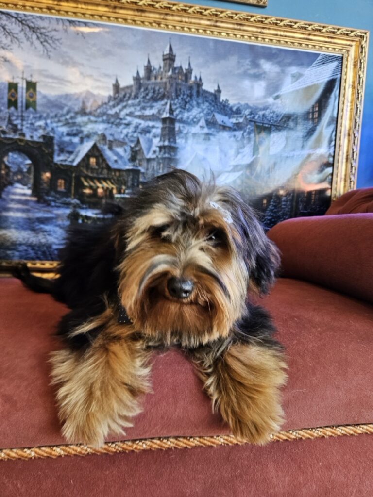Dino da Silva Sauro Pires Giorgiani na Realeza Pets, foto 5