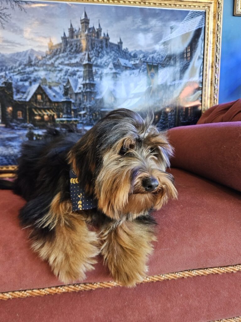 Dino da Silva Sauro Pires Giorgiani na Realeza Pets, foto 6