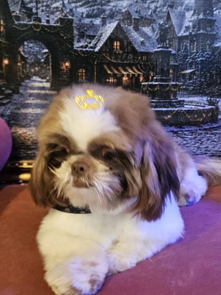 Pipoca na Realeza Pets, foto 5