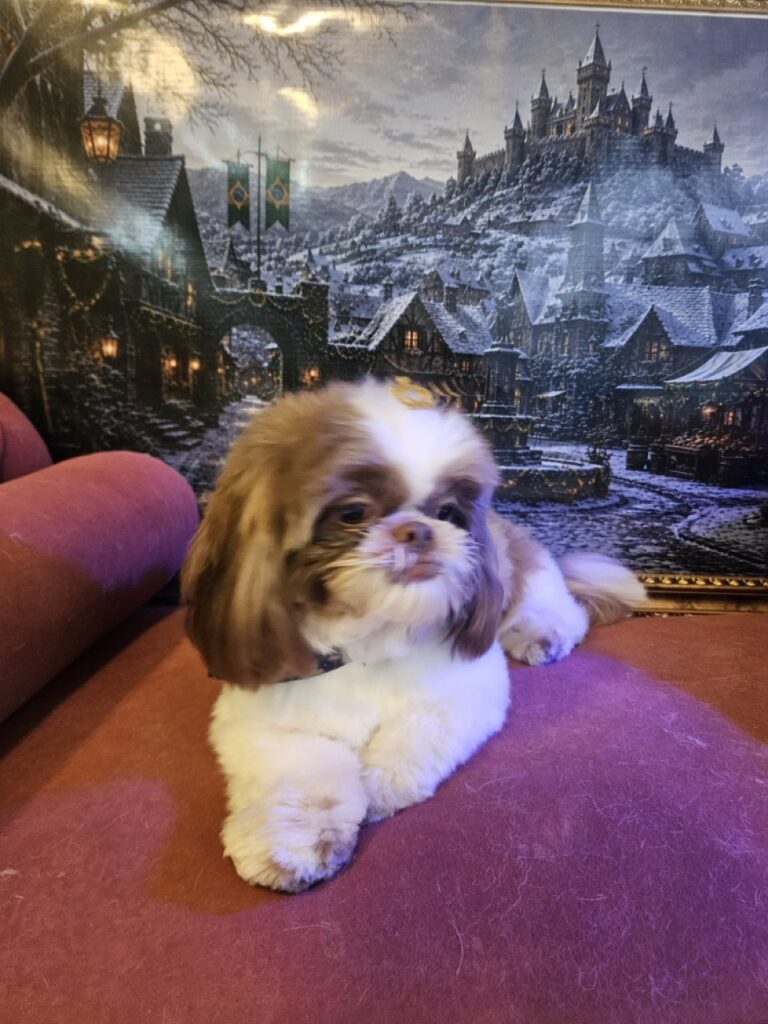 Pipoca na Realeza Pets, foto 6
