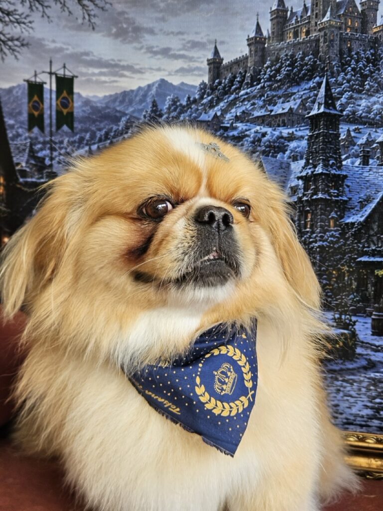 Yuri na Realeza Pets, foto 8
