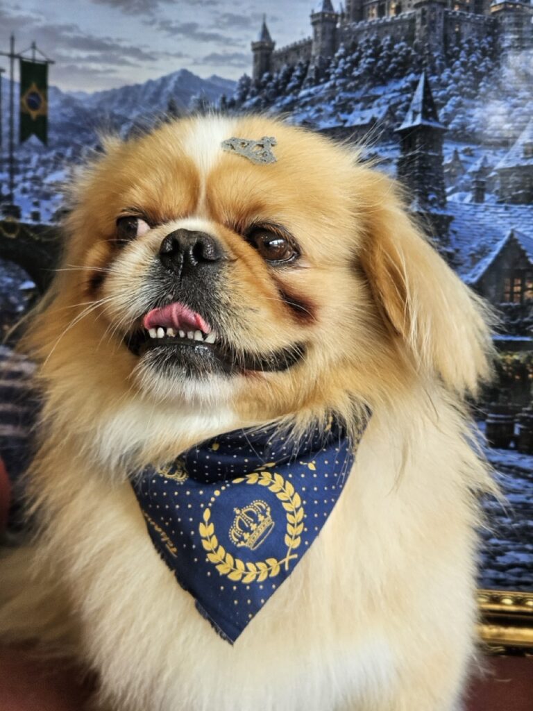 Yuri na Realeza Pets, foto 10