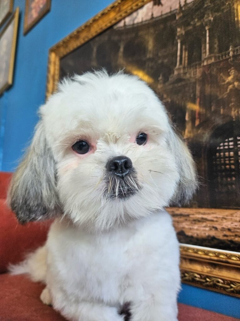 Pandora na Realeza Pets, foto 14
