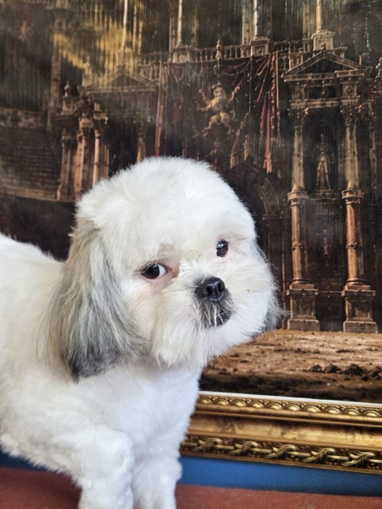 Pandora na Realeza Pets, foto 15