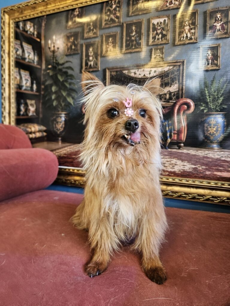 Luna, Yorkshire atendido na Realeza Pets