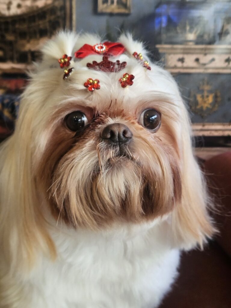 Luna Kazmierczak na Realeza Pets, foto 23