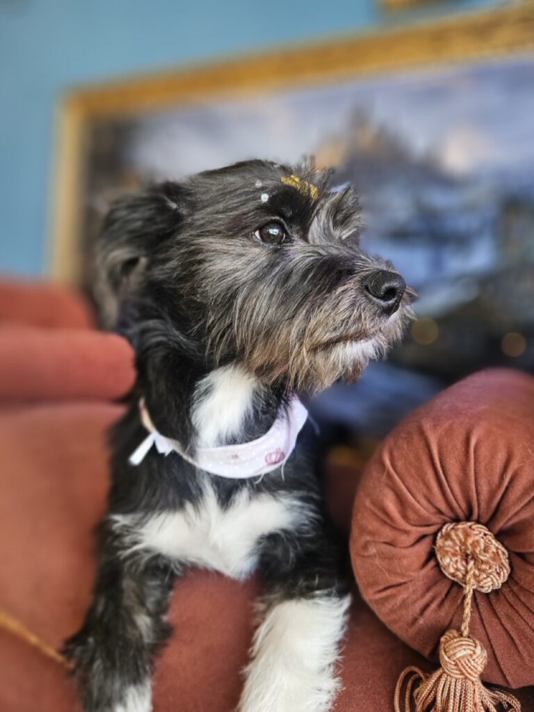 Cacau na Realeza Pets, foto 5