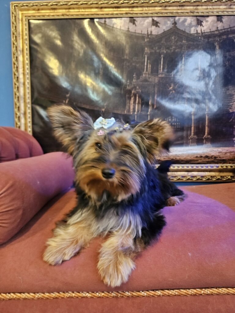 Amora na Realeza Pets, foto 10