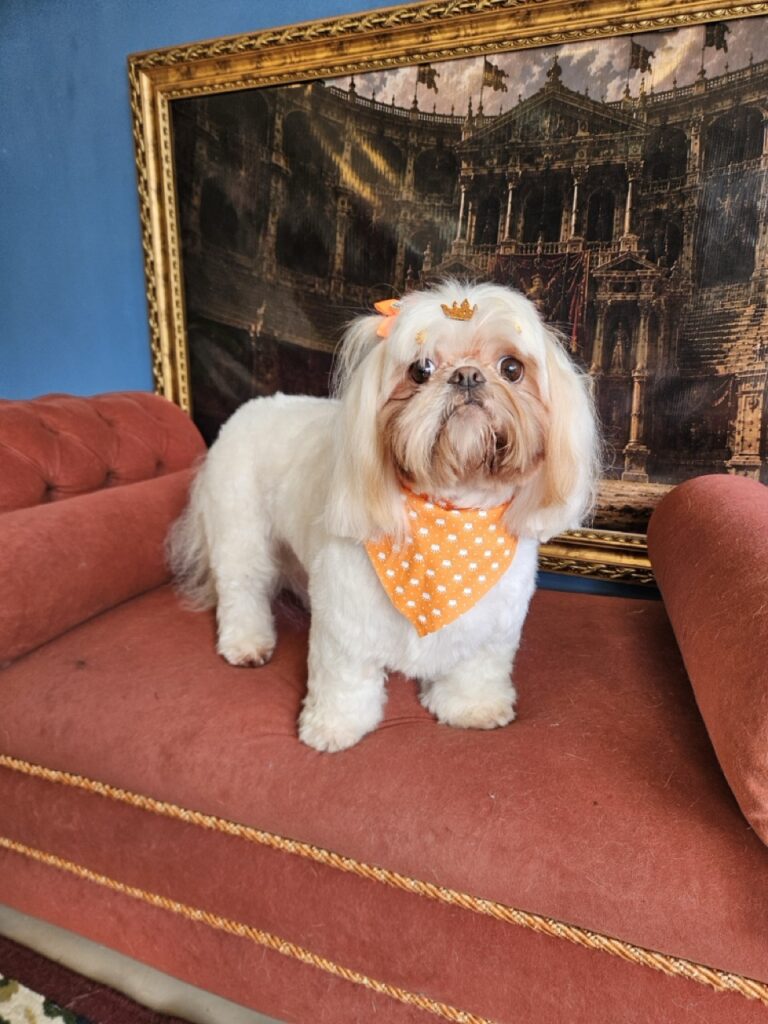 Luna Kazmierczak na Realeza Pets, foto 18