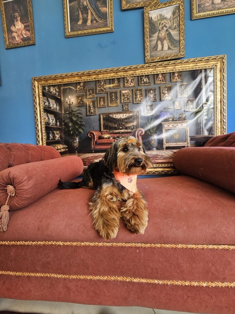 Dino da Silva Sauro Pires Giorgiani na Realeza Pets, foto 8