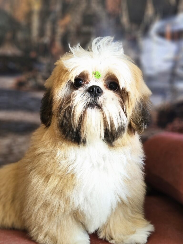 Foto de capa