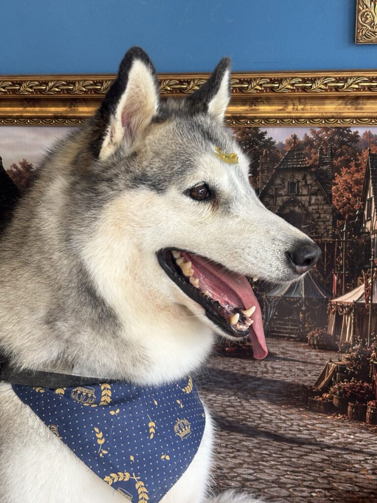 Kira, Husky Siberiano atendido na Realeza Pets
