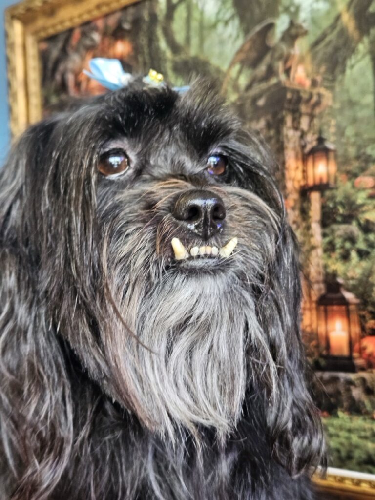 Laurinha, Lhasa atendido na Realeza Pets
