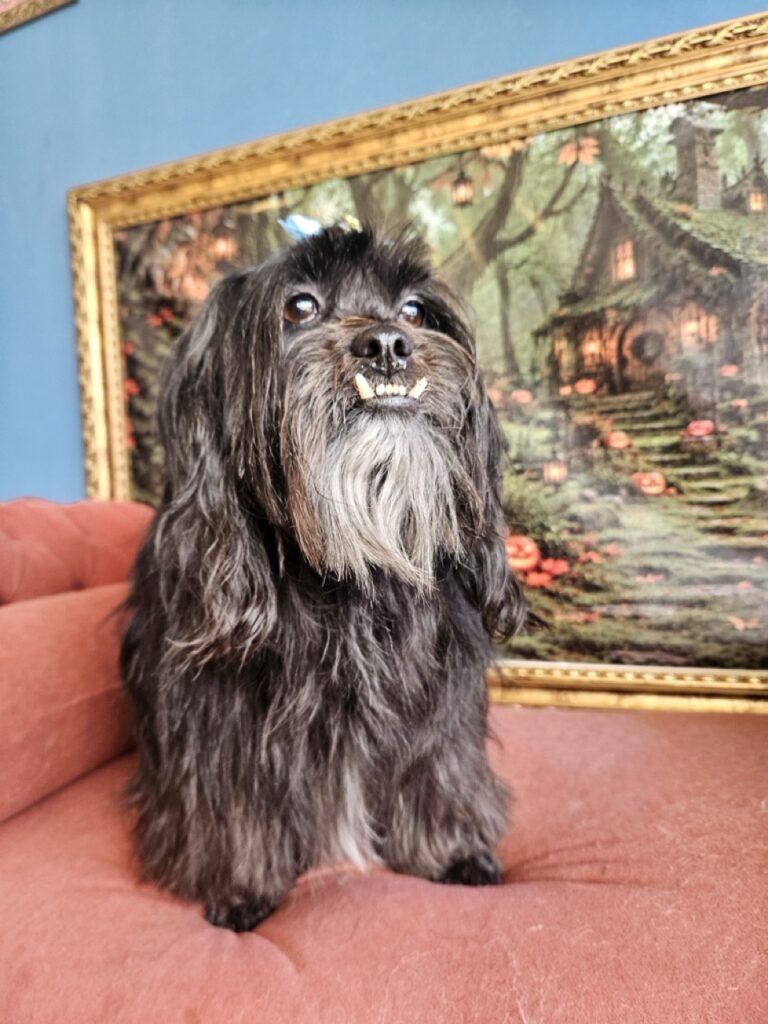 Laurinha na Realeza Pets, foto 11