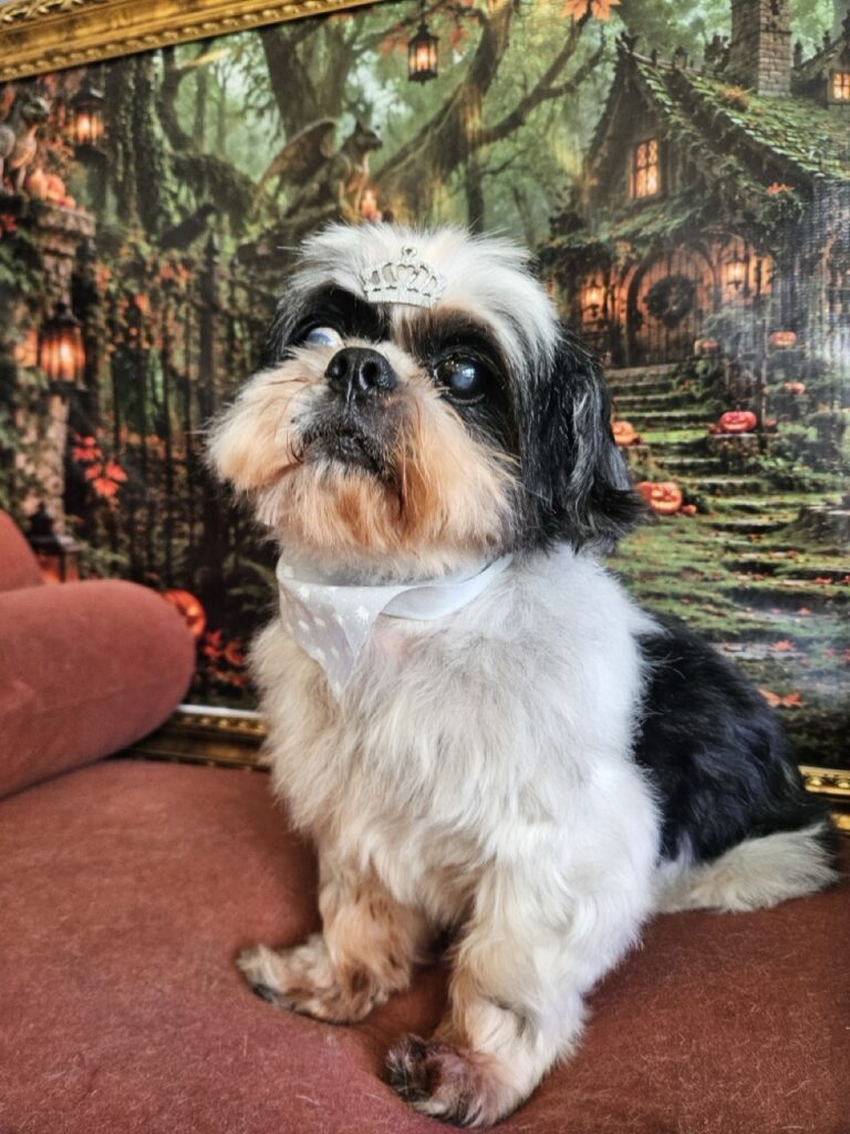 Eros, Shih Tzu atendido na Realeza Pets