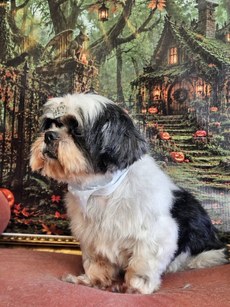 Eros na Realeza Pets, foto 7