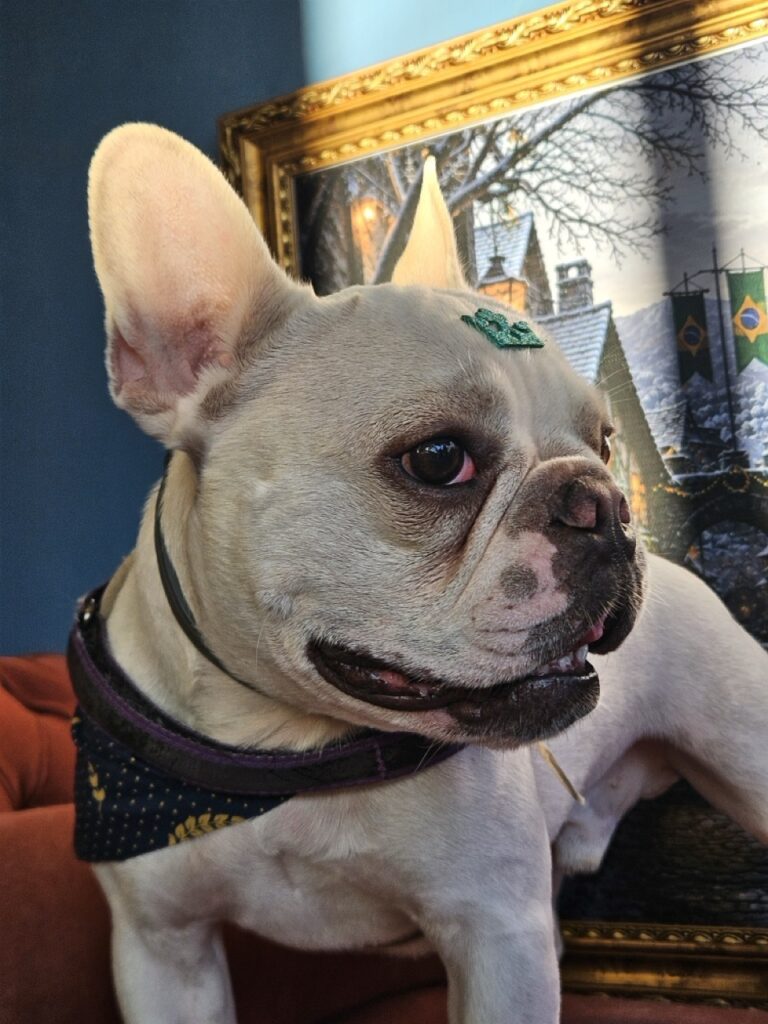 Marty, Bulldog atendido na Realeza Pets
